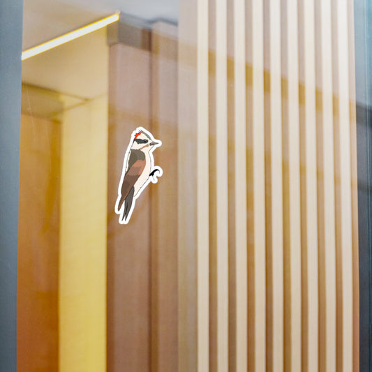 Hand Drawn Downy Woodpecker Sticker